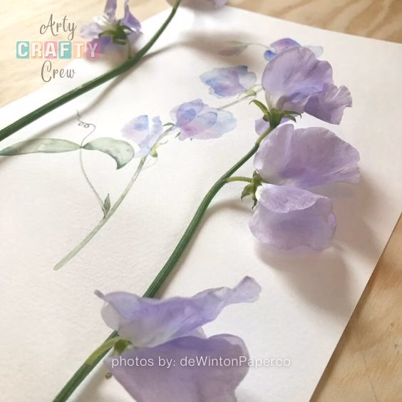5. Sweet Pea Watercolor Painting Guide